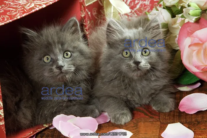  : Cat - two Grey Kittens