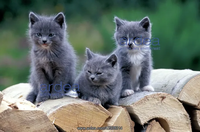 : Cat - Three grey Kittens together on logpile in yard : Cat - Three grey Kittens together on logpile in yard