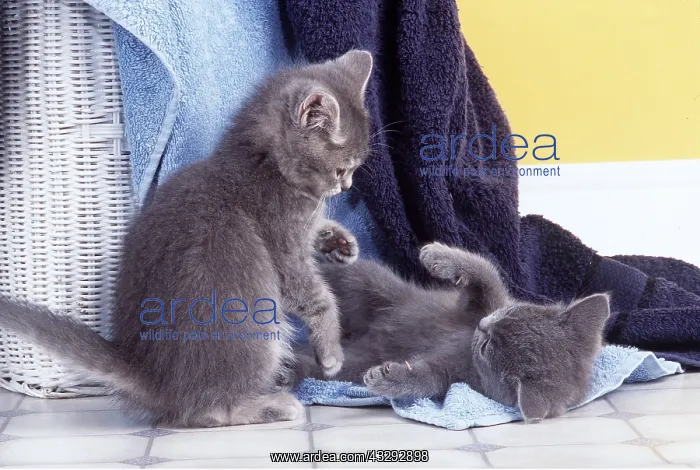 : CAT - grey kittens play fighting : CAT - grey kittens play fighting