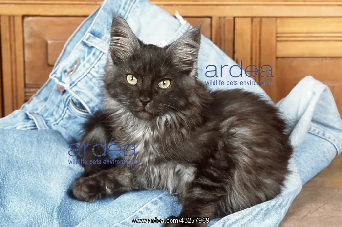 : CAT - GREY MAINE COON CAT LYING ON JEANS : CAT - GREY MAINE COON CAT LYING ON JEANS