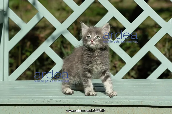 : CAT. grey / silver tabby kitten, 7 weeks old : CAT. grey / silver tabby kitten, 7 weeks old