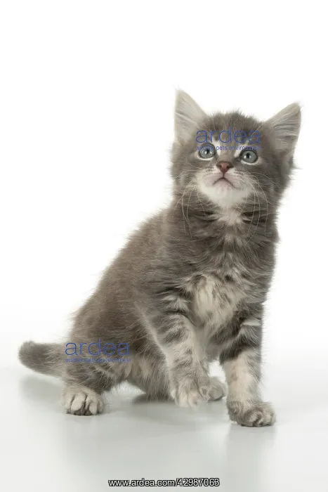 : CAT. grey / silver tabby kitten, 7 weeks old : CAT. grey / silver tabby kitten, 7 weeks old