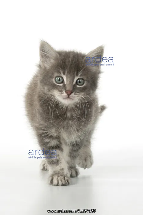 : CAT. grey / silver tabby kitten, 7 weeks old : CAT. grey / silver tabby kitten, 7 weeks old