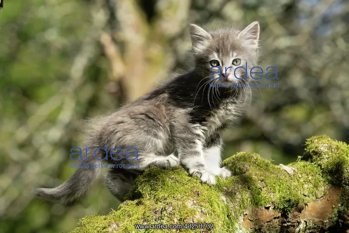 : CAT. grey / silver tabby kitten, 7 weeks old : CAT. grey / silver tabby kitten, 7 weeks old