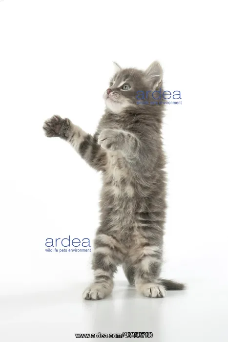 : CAT. grey / silver tabby kitten, 7 weeks old : CAT. grey / silver tabby kitten, 7 weeks old