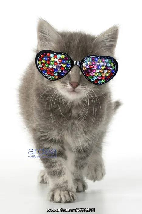 : CAT. grey / silver tabby kitten wearing heart : CAT. grey / silver tabby kitten wearing heart