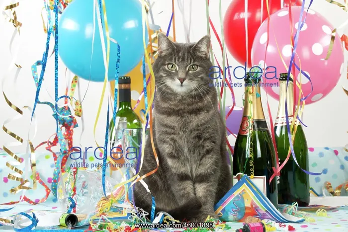: Cat - Grey Tabby : Cat - Grey Tabby