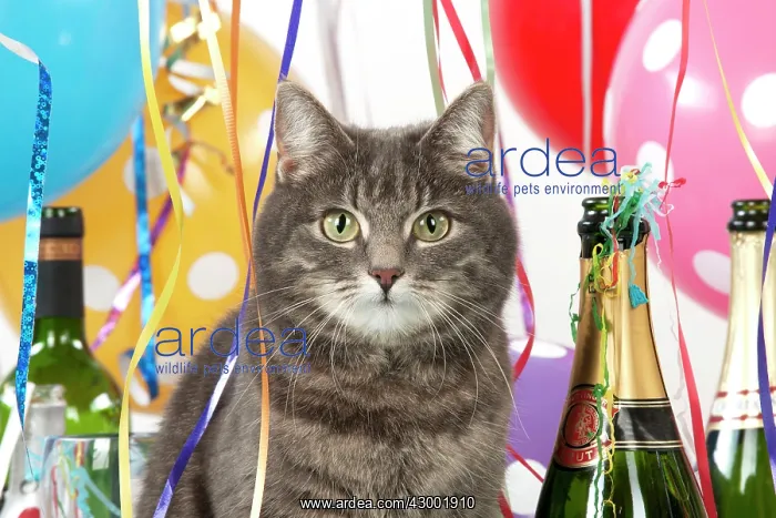 : Cat - Grey Tabby : Cat - Grey Tabby