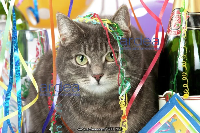 : Cat - Grey Tabby : Cat - Grey Tabby