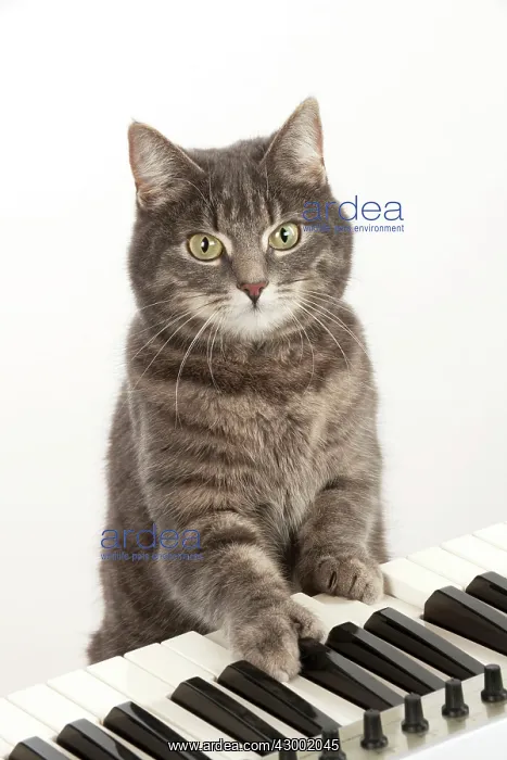  : Cat - Grey Tabby