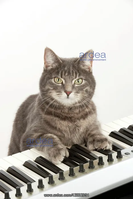 : Cat - Grey Tabby : Cat - Grey Tabby