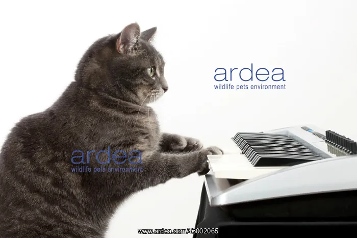 : Cat - Grey Tabby : Cat - Grey Tabby