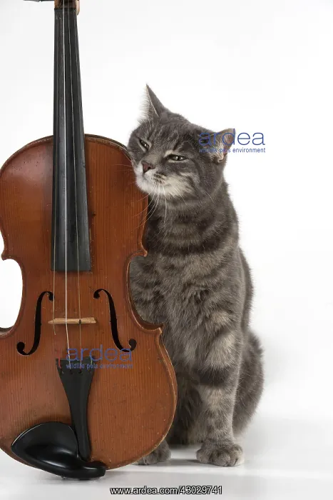 : Cat Grey Tabby : Cat Grey Tabby