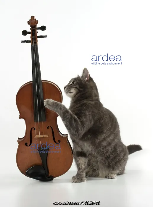 : Cat Grey Tabby : Cat Grey Tabby