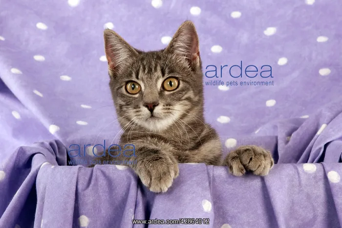 : CAT - Grey tabby cat : CAT - Grey tabby cat