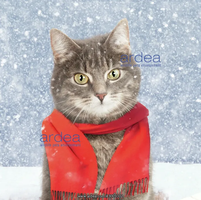 : CAT - Grey tabby Cat : CAT - Grey tabby Cat