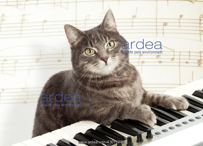 : CAT - Grey tabby cat : CAT - Grey tabby cat