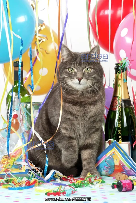 : CAT - Grey tabby cat in a party set : CAT - Grey tabby cat in a party set