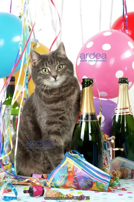 : CAT - Grey tabby cat in a party set : CAT - Grey tabby cat in a party set
