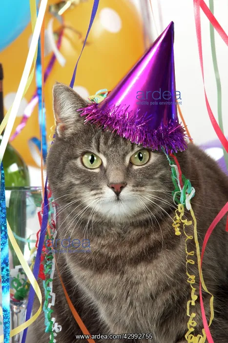: CAT - Grey tabby cat in a party set with hat : CAT - Grey tabby cat in a party set with hat