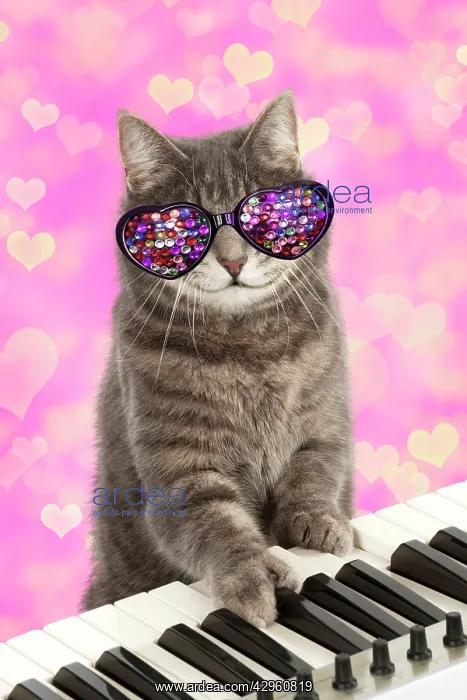 : CAT - Grey tabby cat at a piano keyboard wearing heart shape : CAT - Grey tabby cat at a piano keyboard wearing heart shape