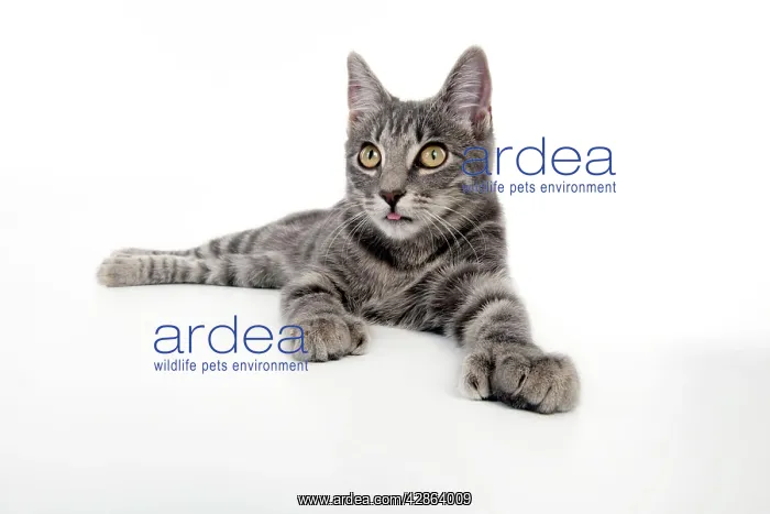 : CAT - Grey tabby cat showing foot with extra toe (six) : CAT - Grey tabby cat showing foot with extra toe (six)