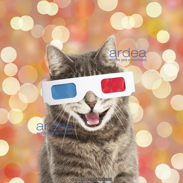 : CAT, Grey tabby cat wearing 3D glasses, lights CAT : CAT, Grey tabby cat wearing 3D glasses, lights CAT