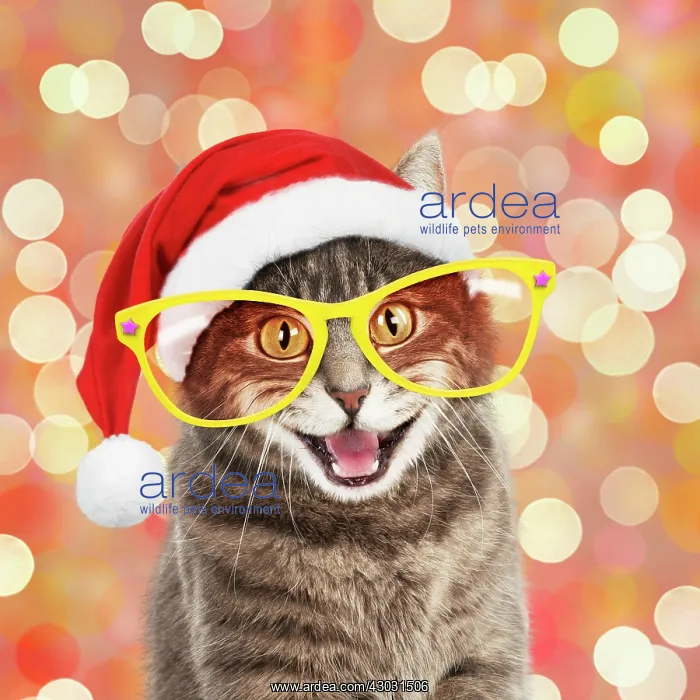 : CAT, Grey tabby cat wearing Christmas hat and comedy : CAT, Grey tabby cat wearing Christmas hat and comedy