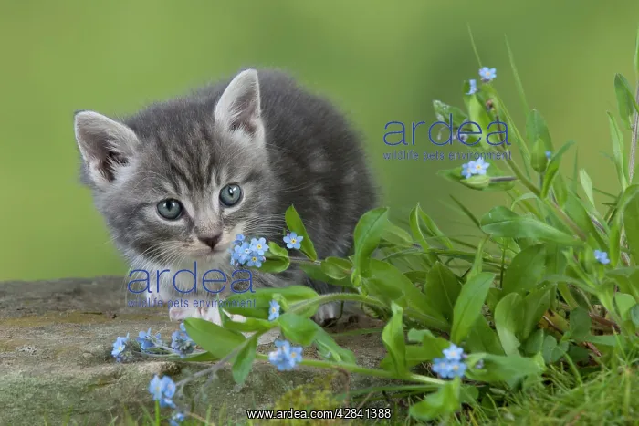 : Cat - Grey Tabby kitten in flowers : Cat - Grey Tabby kitten in flowers