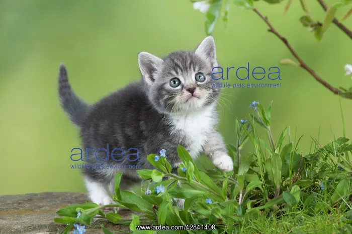  : Cat - Grey Tabby kitten in flowers