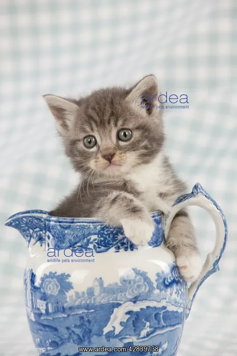  : Cat - Grey Tabby kitten sitting in china jug