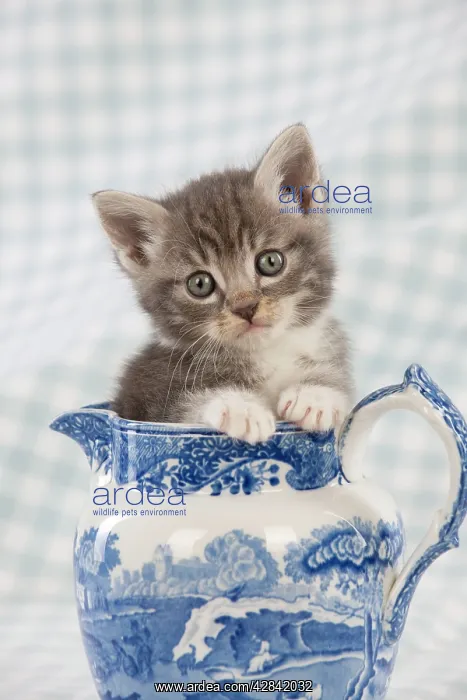 : Cat - Grey Tabby kitten sitting in china jug : Cat - Grey Tabby kitten sitting in china jug