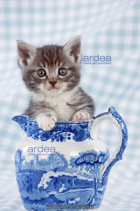 : Cat - Grey Tabby kitten sitting in china jug : Cat - Grey Tabby kitten sitting in china jug
