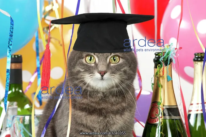 : Cat - Grey Tabby wearing Graduation Cap with party decoratio : Cat - Grey Tabby wearing Graduation Cap with party decoratio