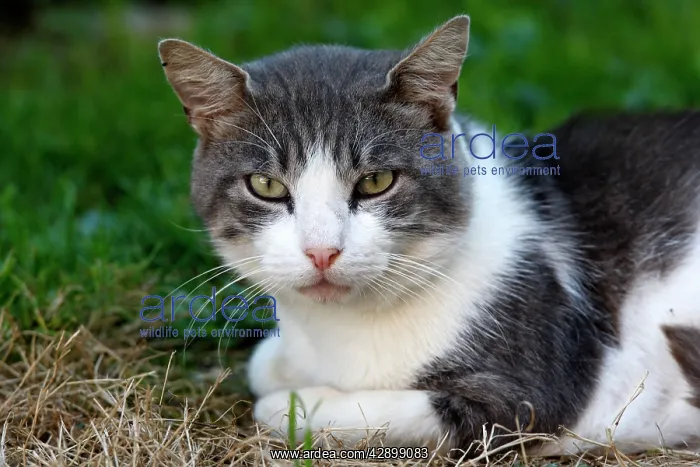  : Cat - grey & white
