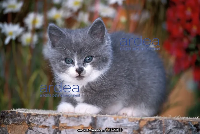 : CAT - grey and white Kitten sitting on tree stump : CAT - grey and white Kitten sitting on tree stump