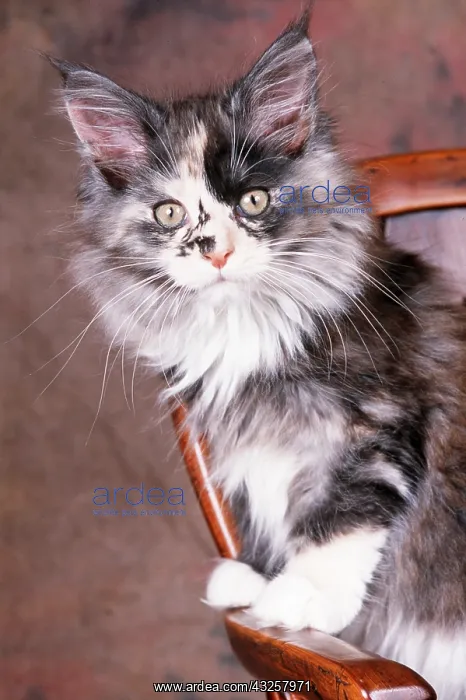 : CAT -GREY & WHITE MAINE COON KITTEN ON CHAIR : CAT -GREY & WHITE MAINE COON KITTEN ON CHAIR