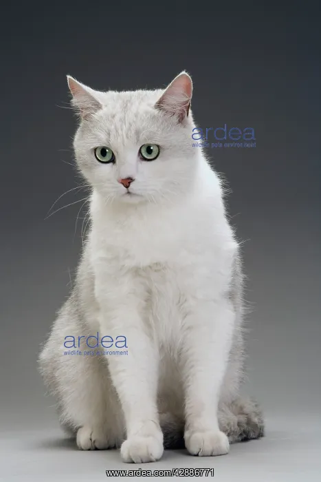  : Cat - grey  /  white in studio