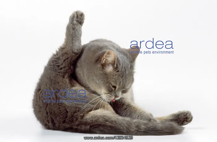  : CAT - grooming itself