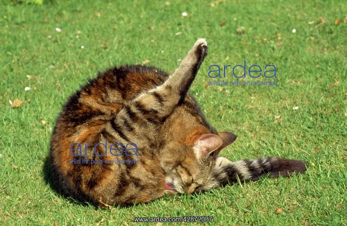  : Cat - grooming itself