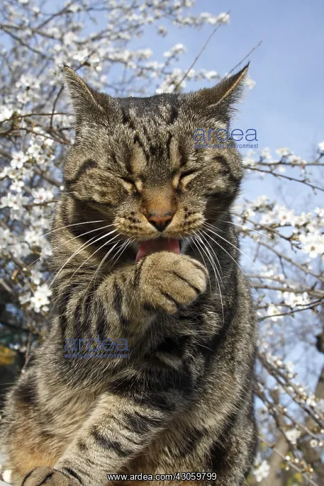 : Cat grooming under a Plum tree in flower Var France : Cat grooming under a Plum tree in flower Var France