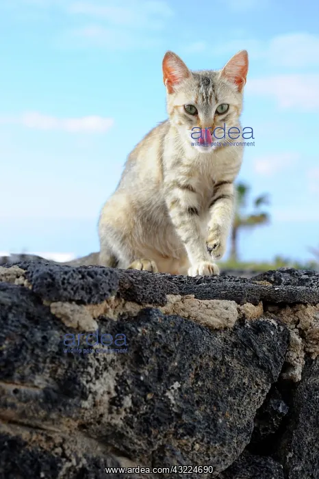 : Cat grooming on rock - Lanzarote Canary Islands : Cat grooming on rock - Lanzarote Canary Islands