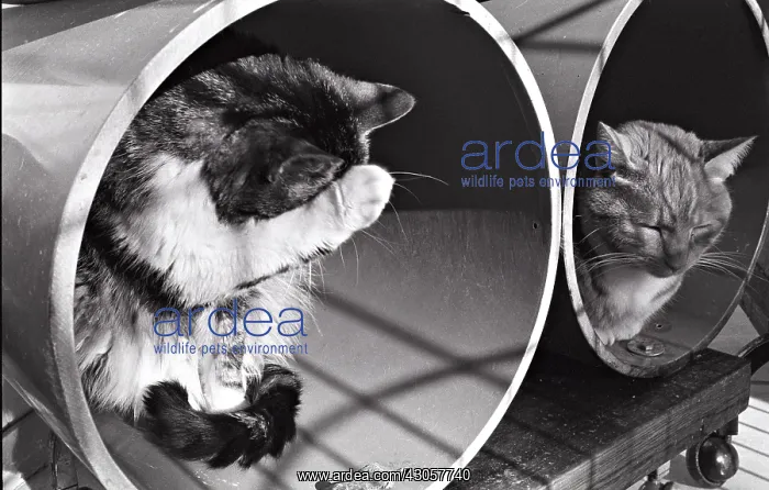 : Cat grooming in rollers Refuge of Beauregard France : Cat grooming in rollers Refuge of Beauregard France