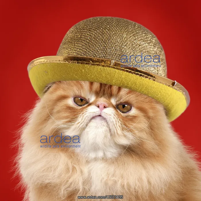 : Cat - grumpy Red Persian wearing gold bowler hat : Cat - grumpy Red Persian wearing gold bowler hat
