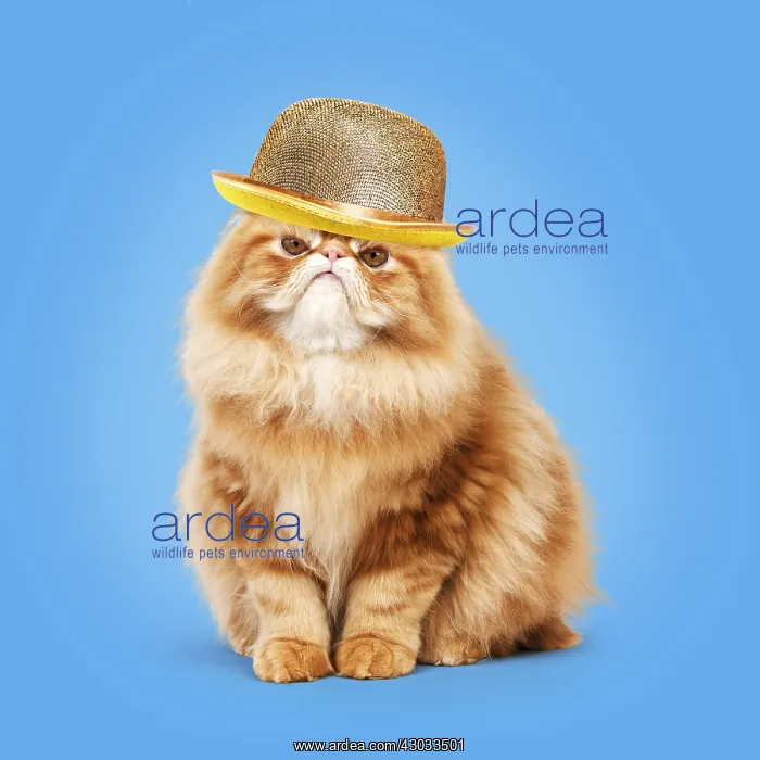 : Cat - grumpy Red Persian wearing gold bowler hat : Cat - grumpy Red Persian wearing gold bowler hat