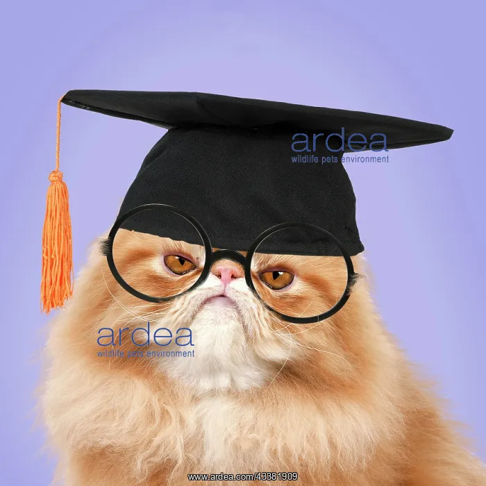 : Cat - grumpy Red Persian wearing graduation hat : Cat - grumpy Red Persian wearing graduation hat