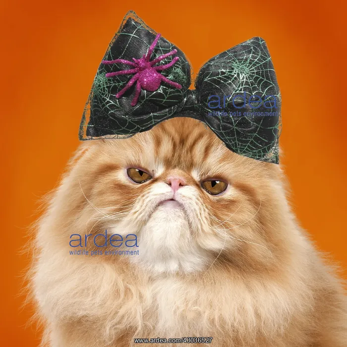 : Cat - grumpy Red Persian wearing Halloween bow : Cat - grumpy Red Persian wearing Halloween bow