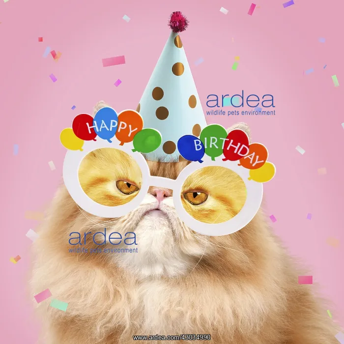 : Cat - grumpy Red Persian wearing party hat and : Cat - grumpy Red Persian wearing party hat and