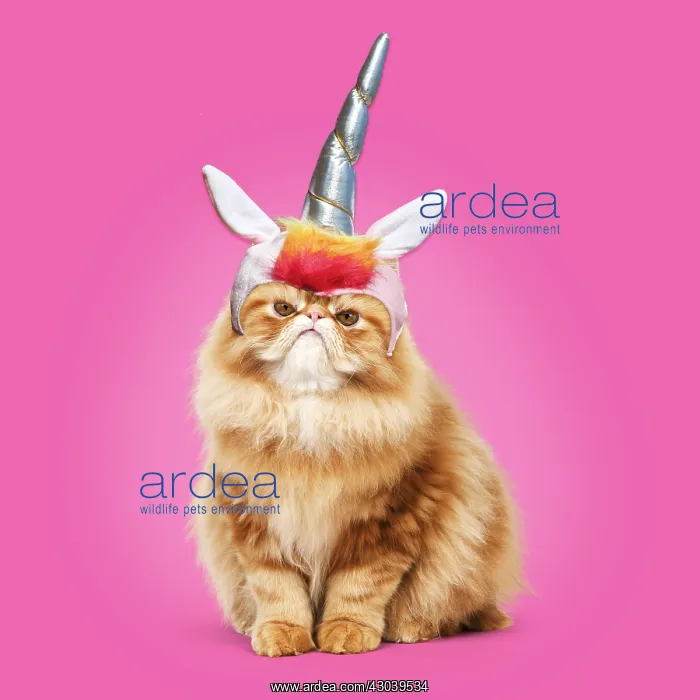 : Cat, grumpy Red Persian wearing unicorn horn hat / headwear : Cat, grumpy Red Persian wearing unicorn horn hat / headwear