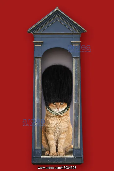  : Cat guardsman